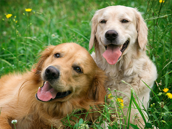 Two dogs laying next to each other on the grass.
